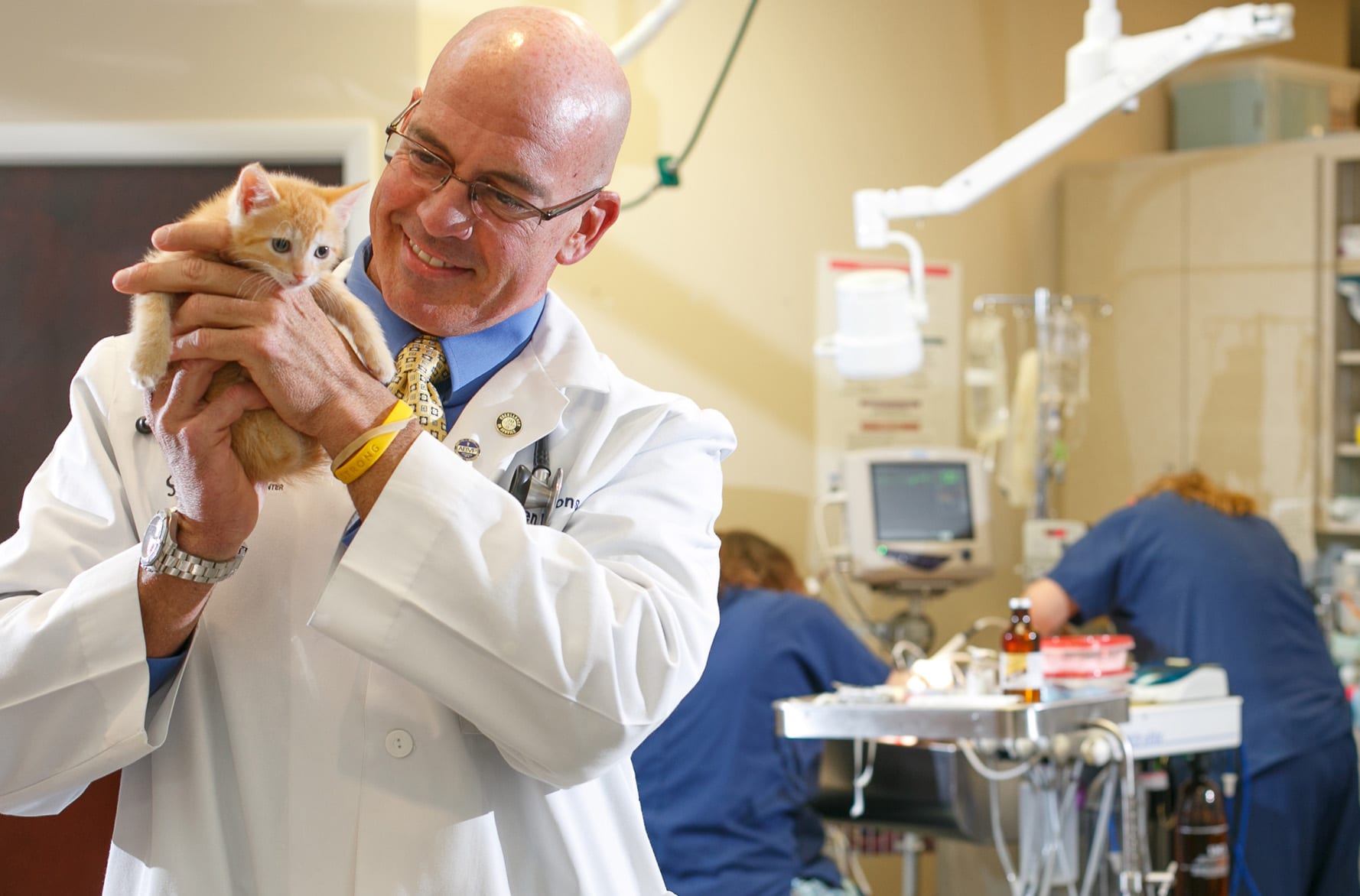 Dr Nations Holding Orange Kitten Resp