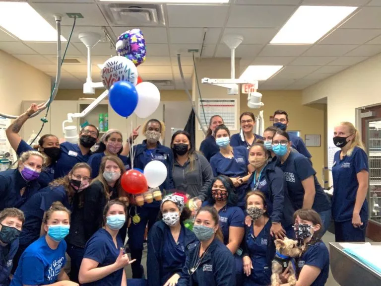 What Does a Typical Veterinary Career Path Look Like? Veterinary