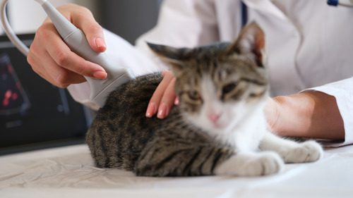 female-vet-performing-ultrasound-on-cat