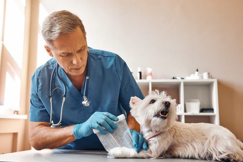 male-vet-wrapping-dog's-leg-in-bandage
