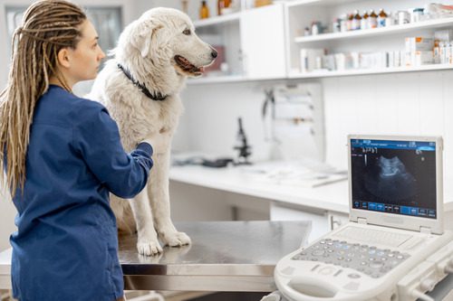 female-vet-performs-ultrasound-on-dog