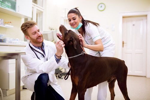 two-vets-examining-dog-at-clinic