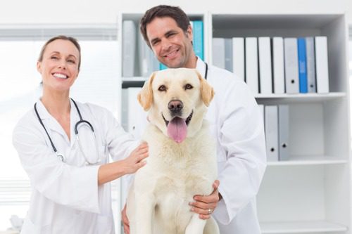 female-and-male-vet-examining-yellow-lab-dog