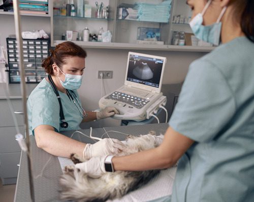 veterinarian-performing-ultrasound-on-cat