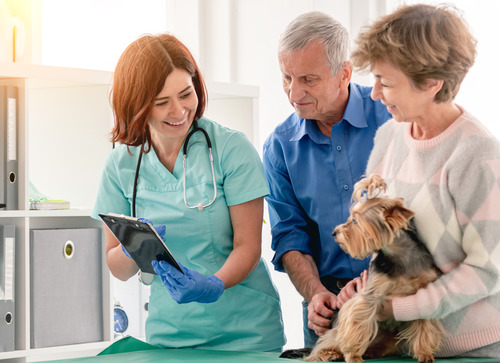 Yorkshire-terrier-with-senior-owners-at-clinic-while-owners-talk-to-vet