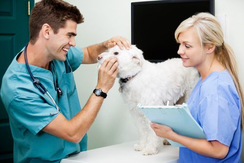 vet-tech-with-veterinarian-examining-a-dog