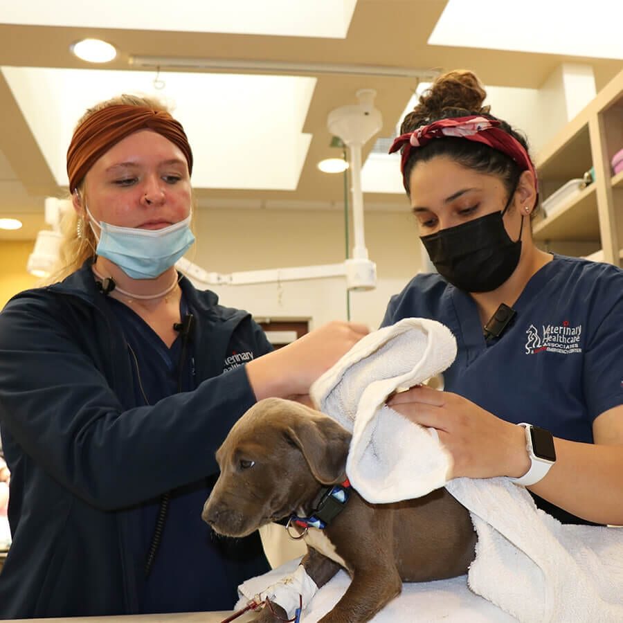 Staff With Small Brown Puppy