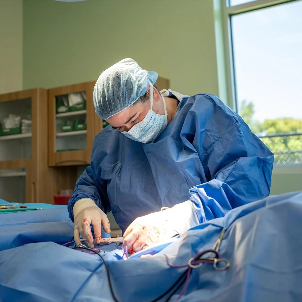 Veterinary Surgeon Performing Surgery